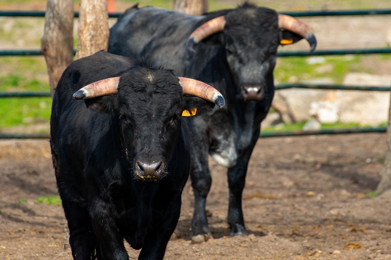 Stier foto